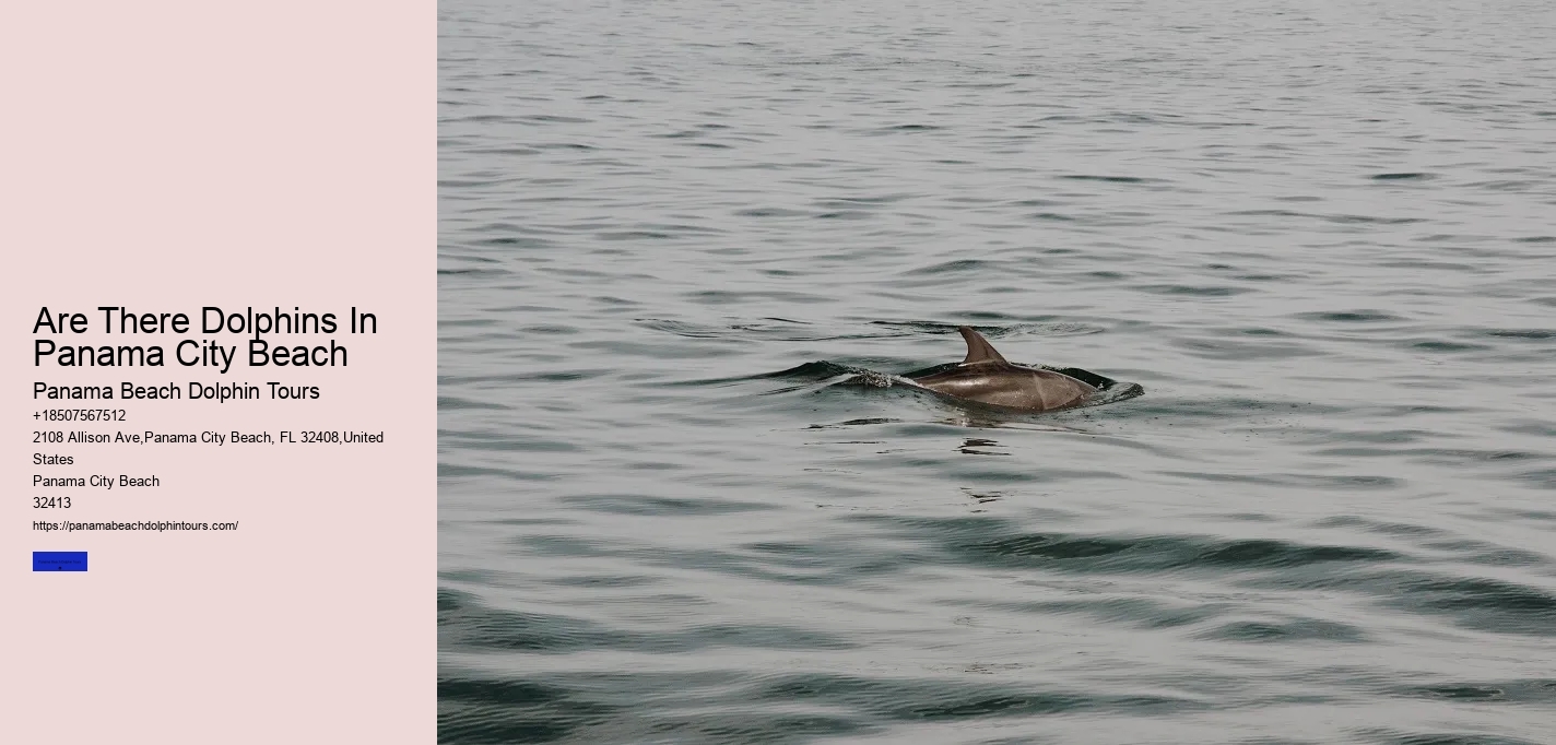 Are There Dolphins In Panama City Beach