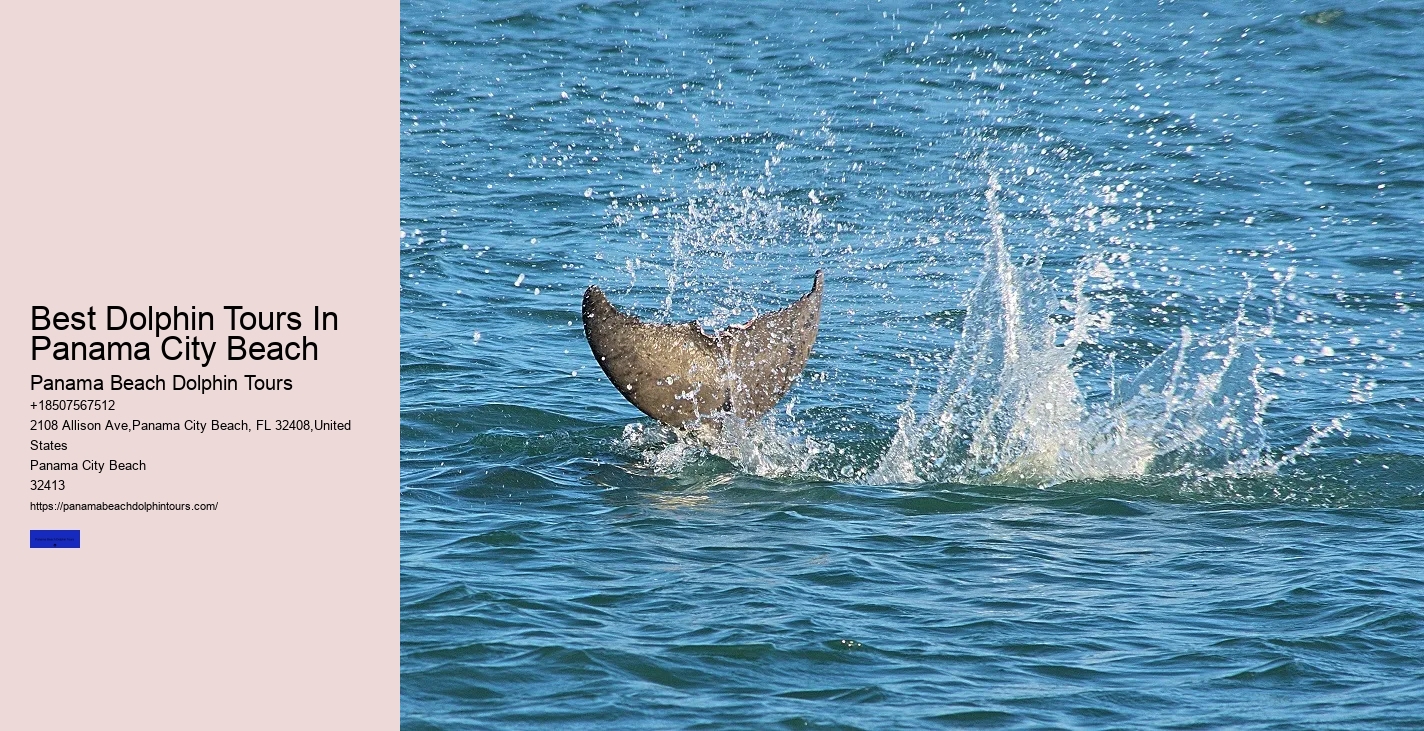 Dolphin Viewing Expeditions