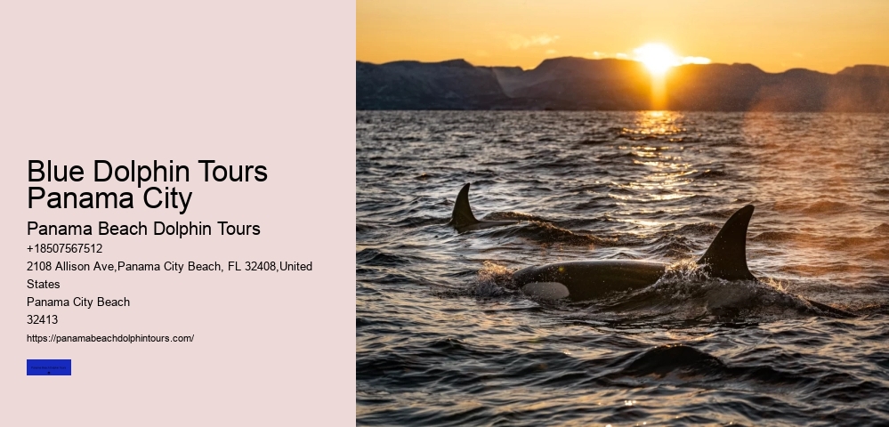 Blue Dolphin Tours Panama City