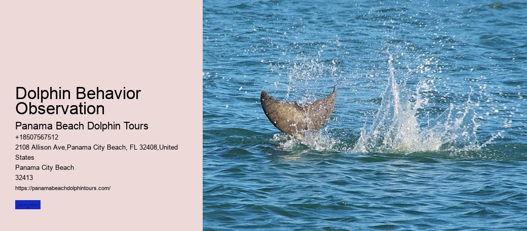 Appreciating Dolphins