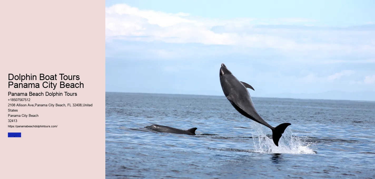 Dolphin Boat Tours Panama City Beach