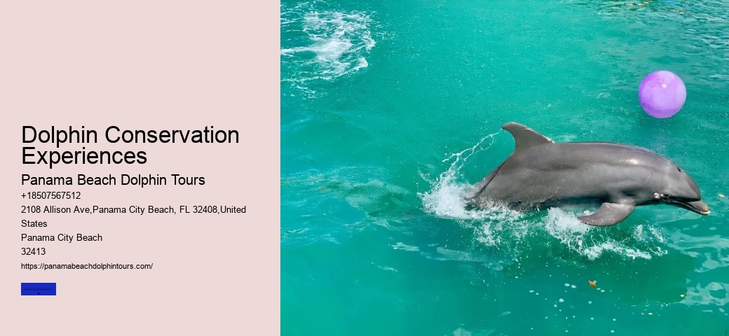 Beach Dolphin