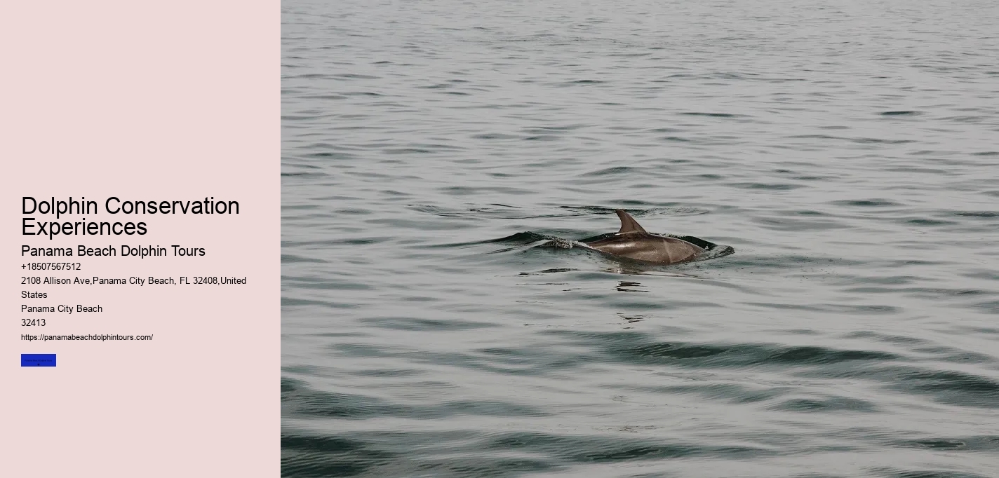 Dolphin Conservation Experiences