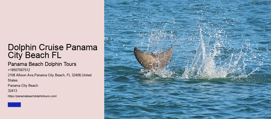 Dolphin Cruise Panama City Beach FL