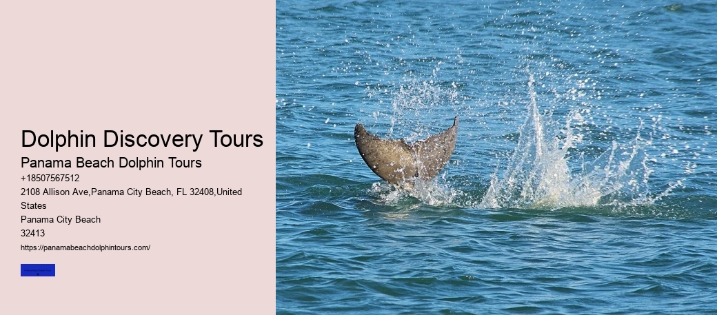 Is It Illegal To Swim With Wild Dolphins In Florida