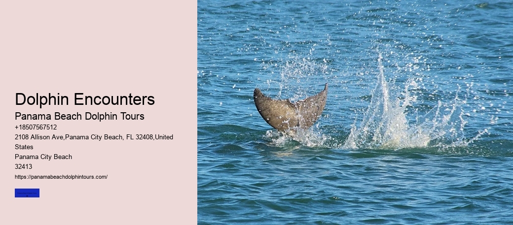 Dolphin Encounters