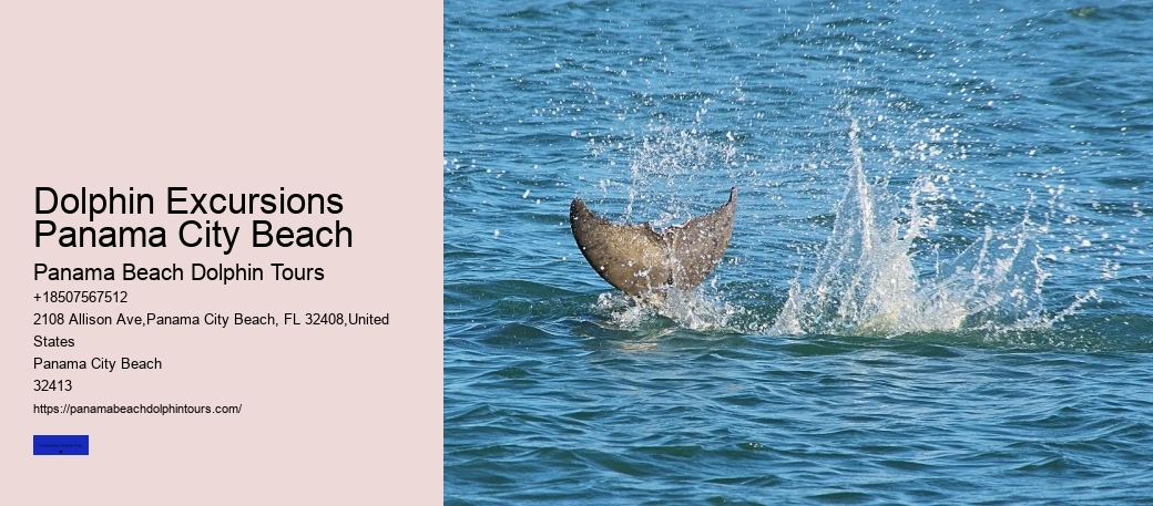 Panama City Beach Dolphin Tours & More Reviews