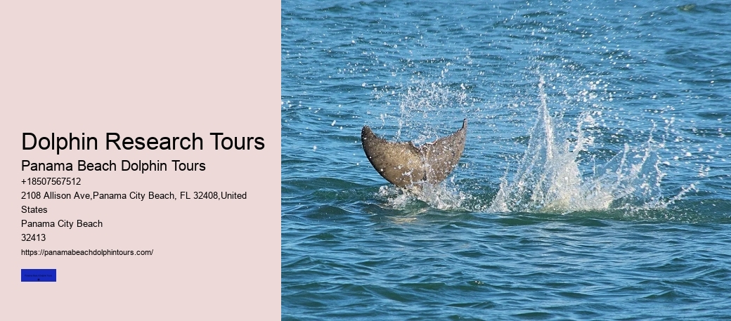 Dolphin Research Tours