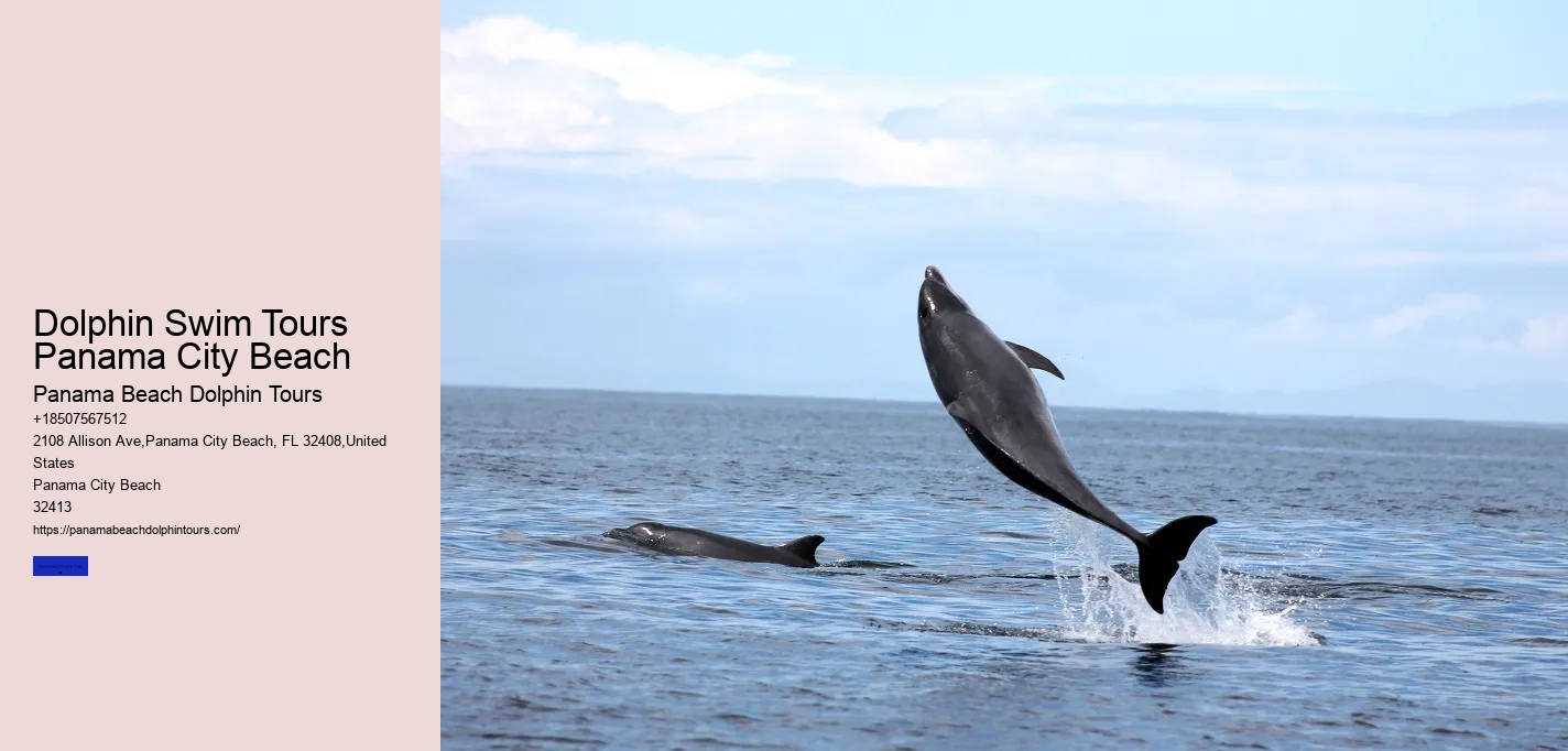 Dolphin Swim Tours Panama City Beach