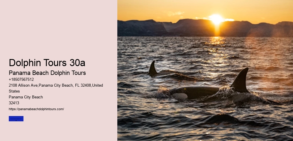 Dolphin Tours 30a