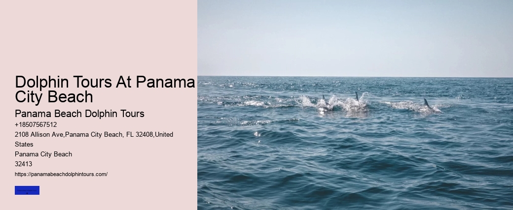Dolphin Tours At Panama City Beach