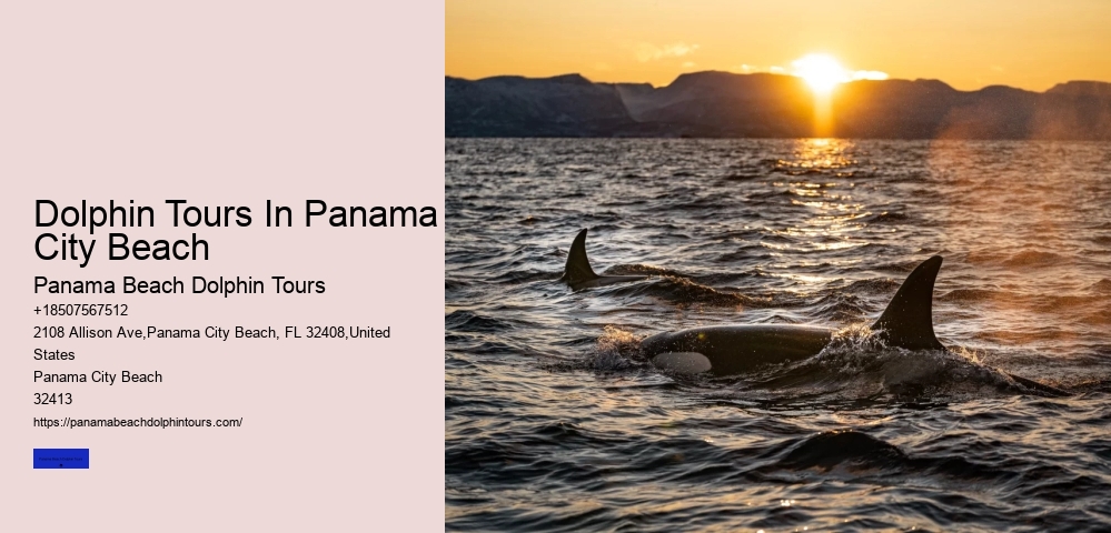 Dolphin Tours In Panama City Beach