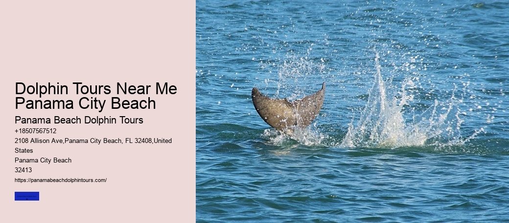 Dolphin Tours Near Me Panama City Beach