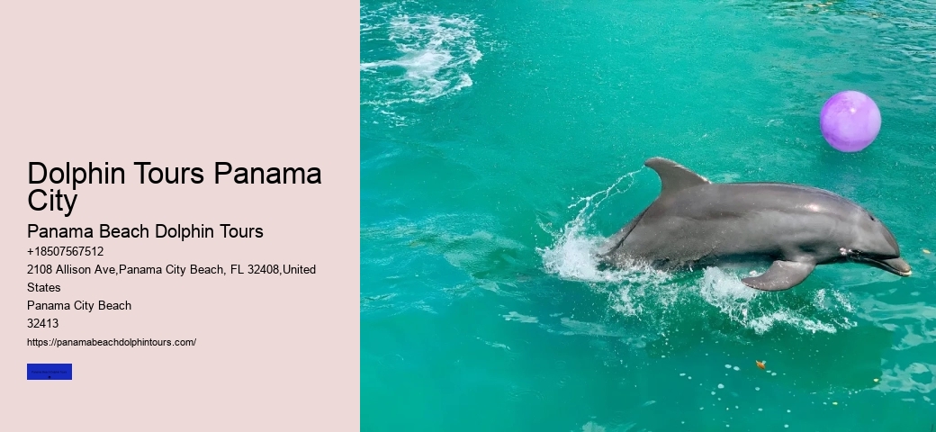 What Time Of Day Do Dolphins Come Out