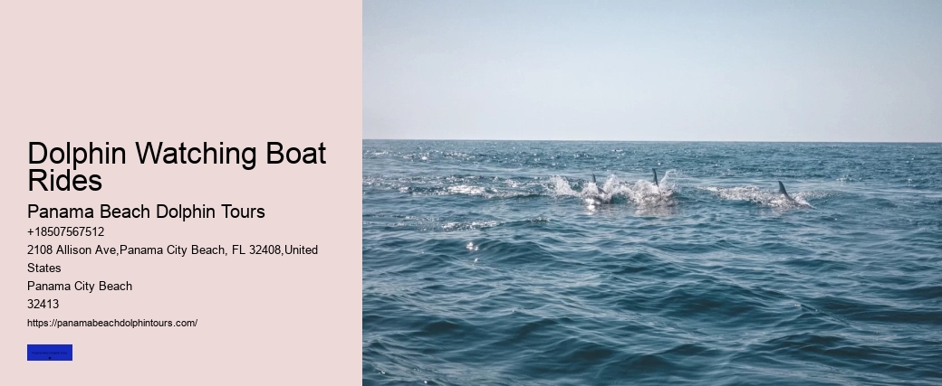 Dolphin Watching Boat Rides