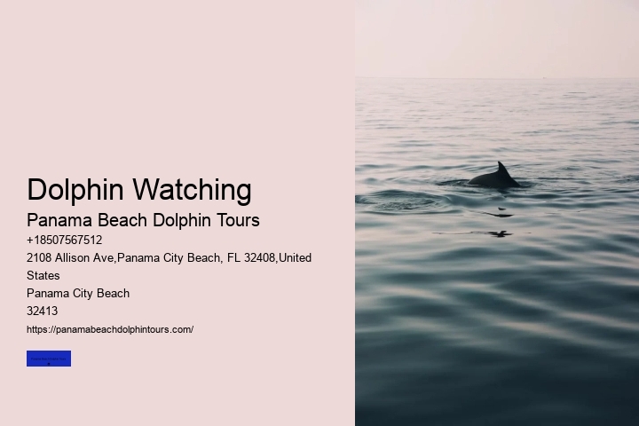 Dolphin Watching