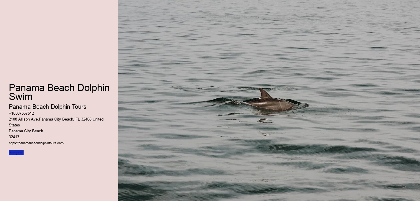 Panama Beach Dolphin Swim