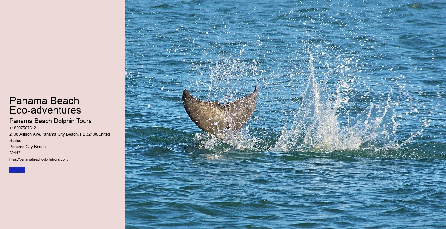 What Is The Controversy With Swimming With Dolphins