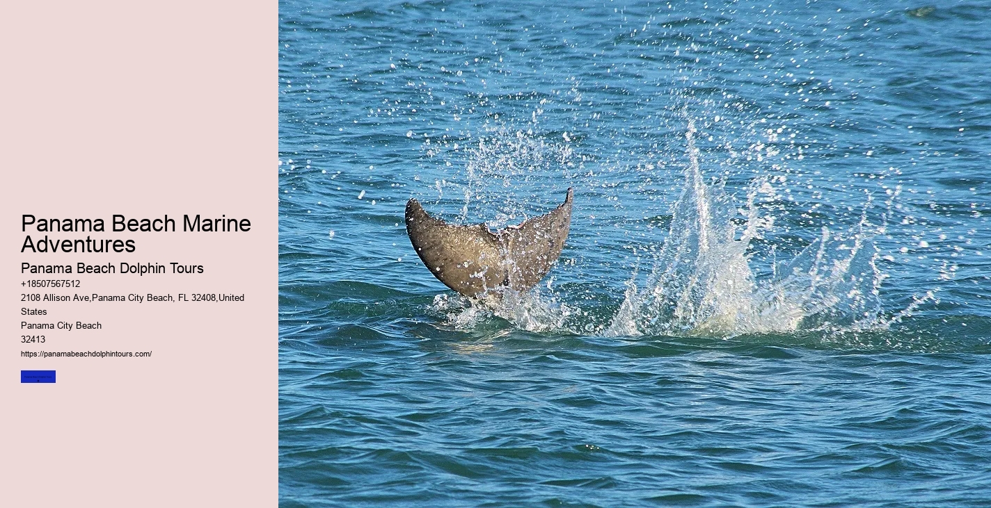 What Is The Best Time Of Year To See Dolphins In Destin Fl
