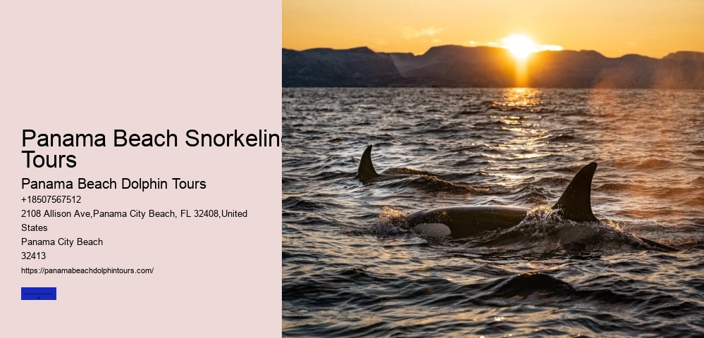 Private Dolphin Charters
