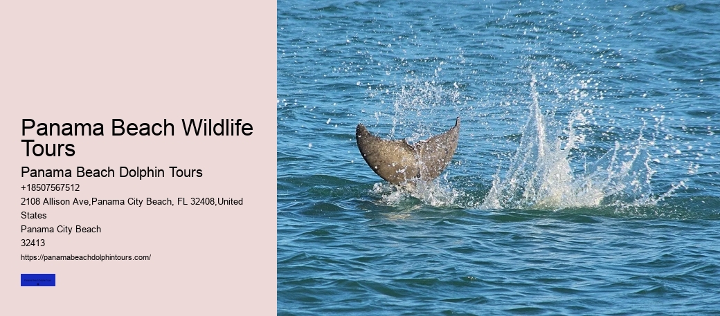 Panama Beach Wildlife Tours