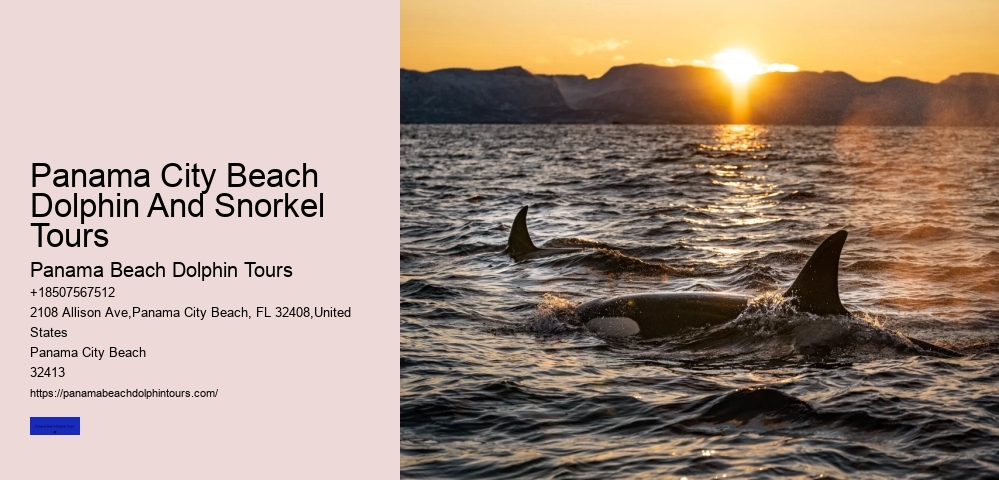 Panama City Beach Dolphin And Snorkel Tours
