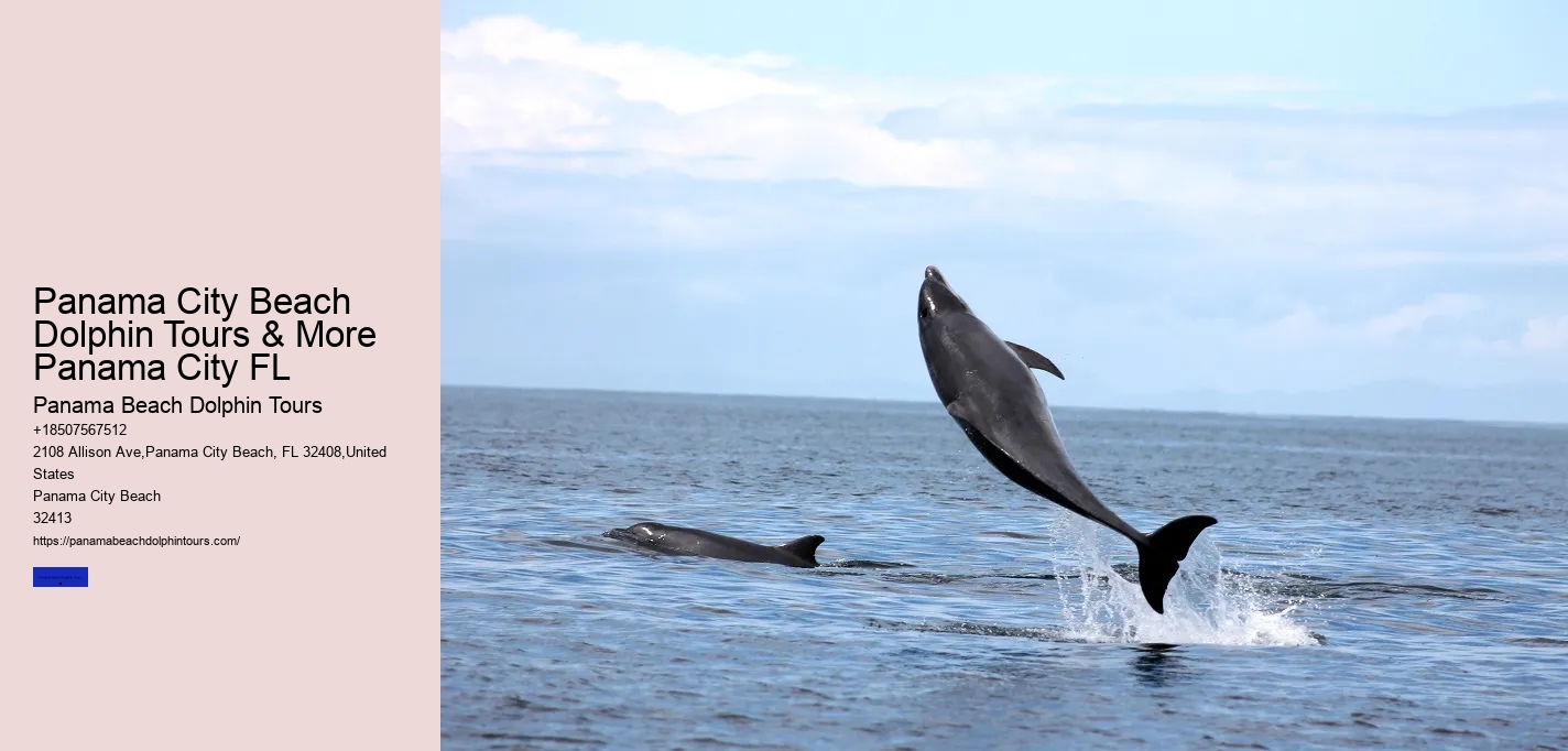 Panama City Beach Dolphin Tours & More Panama City FL