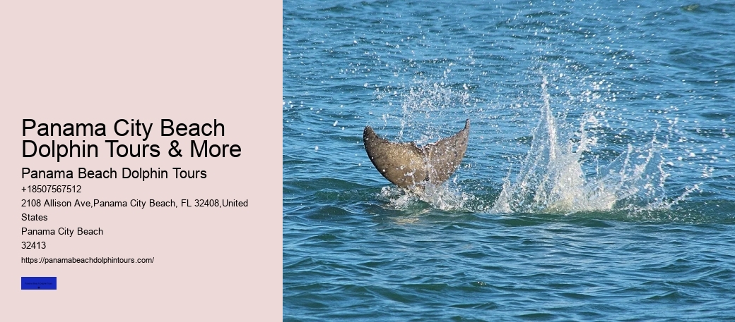 Panama City Beach Dolphin Tours & More