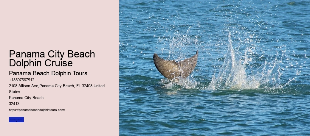 What Time Of Year Is Best For Dolphin Watching