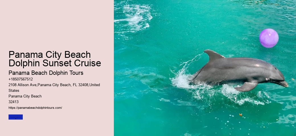 Bottle Nose Dolphin