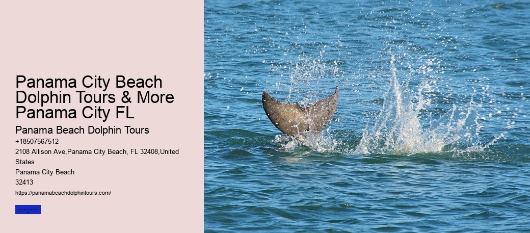 What Is The Difference Between Dolphin Encounter And Dolphin Swim