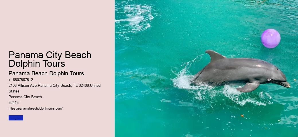 Is It Better To See Dolphins In The Morning Or Evening