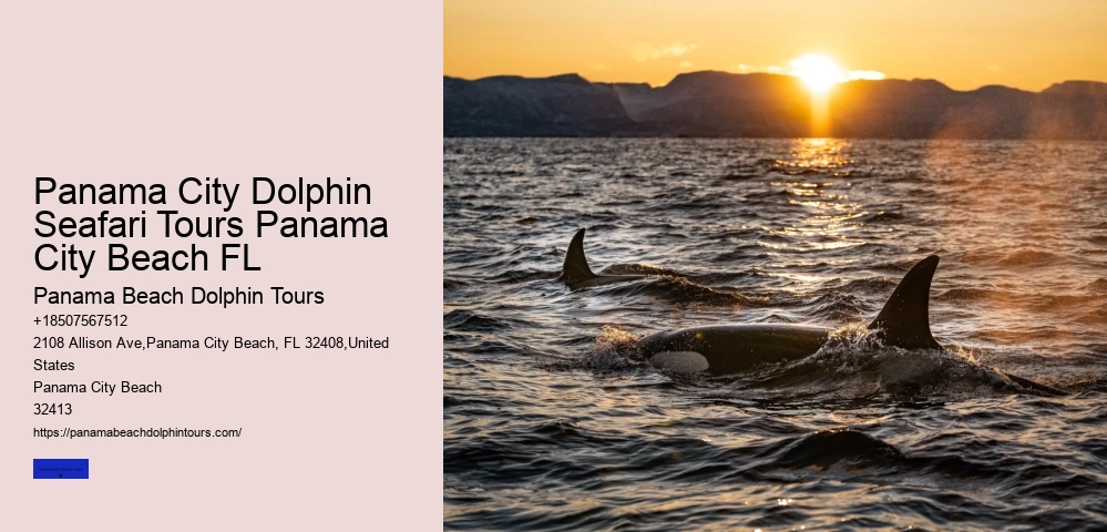 Panama Beach Dolphin Swim