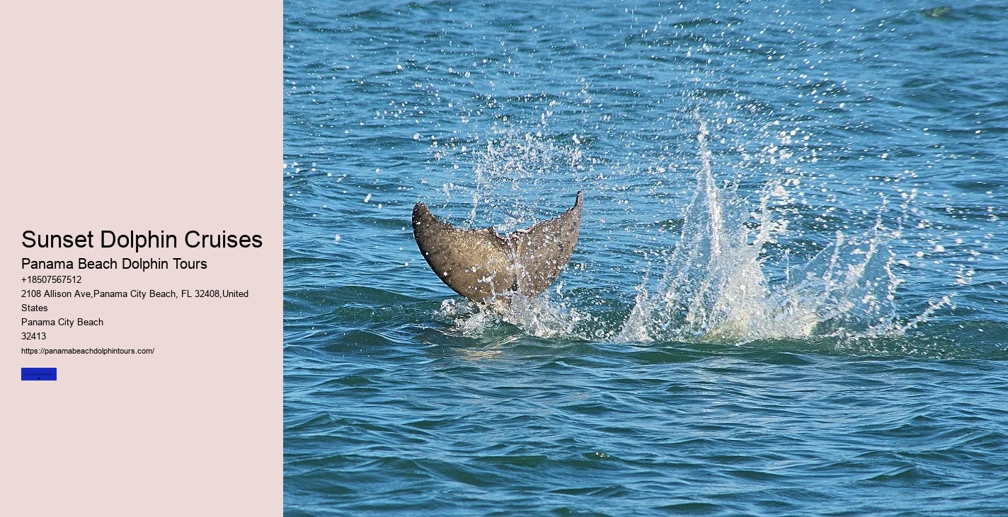 Is It Better To See Dolphins In The Morning Or Evening