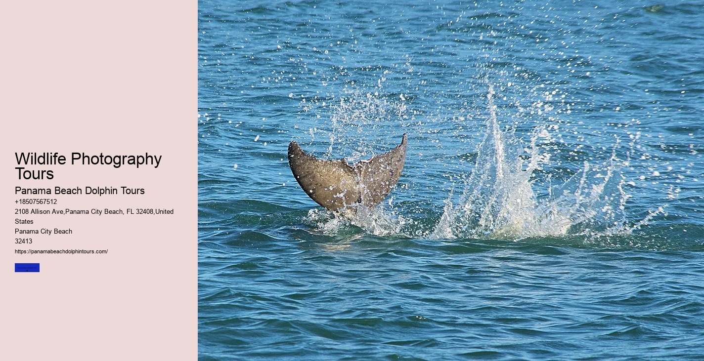 Do Dolphins Bond With Humans