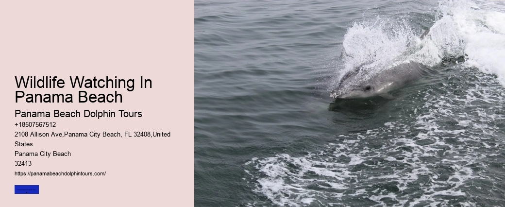 Panama City Beach Dolphin Tours & More